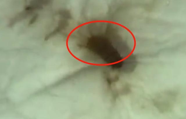 只要躺下就有东西蠕动打开床垫一看女子崩溃：浑身火狐电竞都起鸡皮疙瘩(图2)