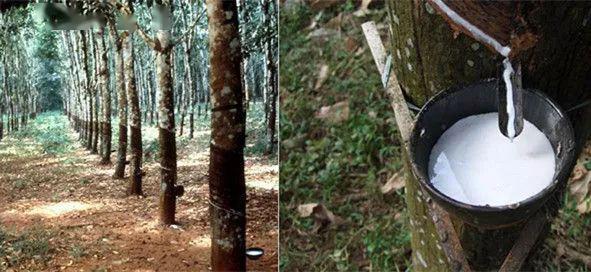 泰国进口的乳胶床垫是真是假？今天烧了它来测试下！火狐电竞(图5)