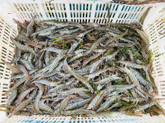 超20万吨火狐电竞小棚虾料风发！数百企业疯狂争！“2023年十大高端虾料品牌”征集启动！(图2)